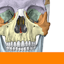 Download Sobotta Anatomy Install Latest APK downloader