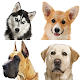 Dogs - photo quiz for dog lovers