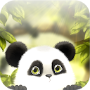 Panda Chub Live Wallpaper Free