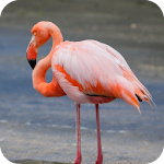 Cover Image of Descargar Flamingo wallpaper  APK