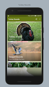 Turkey Sounds