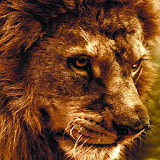 lion backgrounds icon