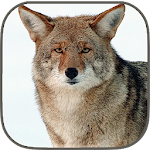 Cover Image of Download Coyote Hunting Calls  APK