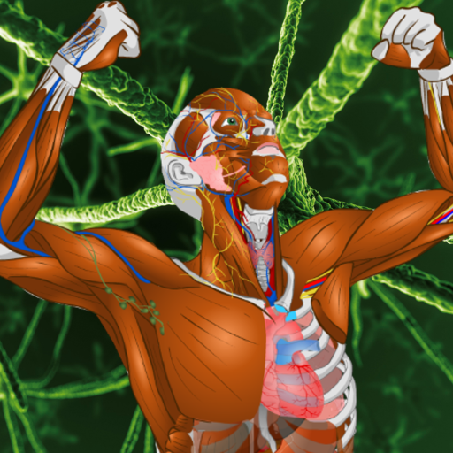 Memorix Anatomy Quiz