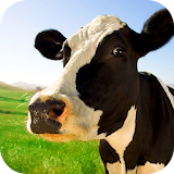 Cow Acrobat Live Wallpaper icon