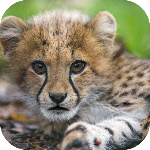 Baby Cheetah Wallpaper 20201104 Icon