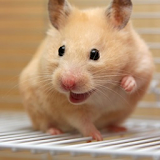 Happy Hamster Pet icon