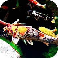 Koi Fish Live Wallpaper Wallpapers  Backgrounds