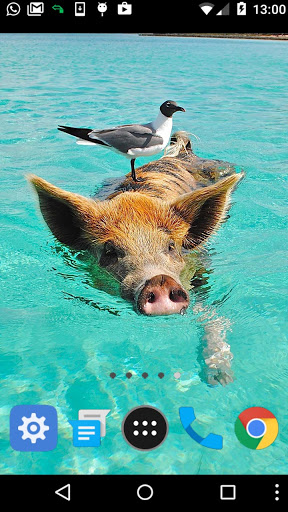 cute animal wallpapers Screen 2