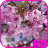 Cherry Blossom Video Wallpaper icon