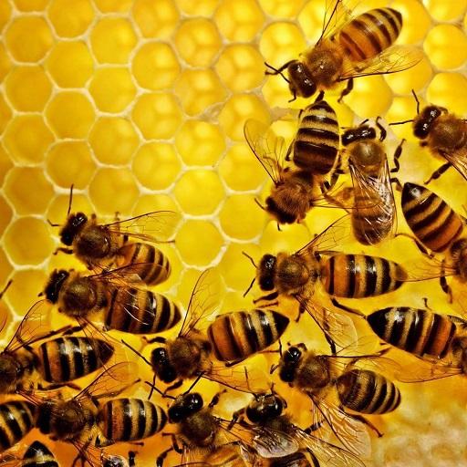 2020 Bee Beekeeping abejas Fines cuaderno 100 unid apicultura reproducción apicultores azul 