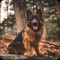 German Shepherd Dog Wallpapers