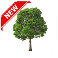 Tree PNG - HD Tree PNG