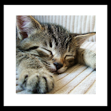 fallasleep kitten wallpaper icon