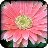 Gerbera Wallpapers icon