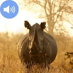 Cover Image of Download Rhinoceros Sounds Wallpapers  APK