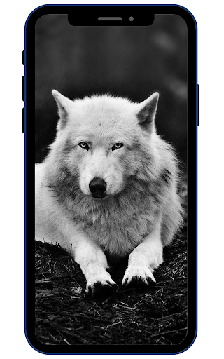 Wolf Wallpapers Screen 3