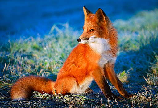 Cute wallpaper fox hd Screen 2