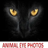 Animal Eye Photos icon