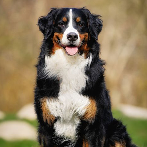 Bernese Mountain Dog Wallpaper logo