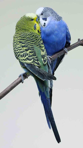 Bird Live Wallpaper Screen 2