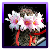 Ornamental Cactus Plants icon