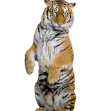 Best Tigers Themes icon