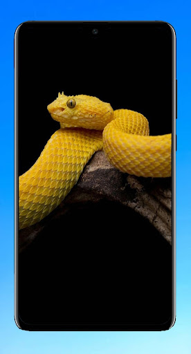 Snake Wallpaper 4K Screenshot 1 - AppWisp.com