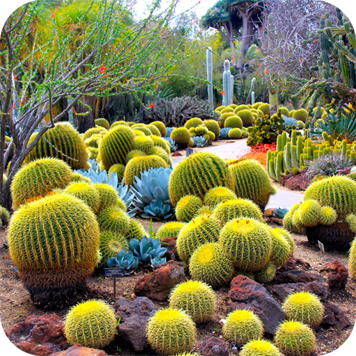 Cactus Flower Hd Wallpaper Apps Bei Google Play