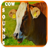Free Cow Sounds icon