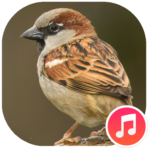 Sparrow Sounds Download on Windows