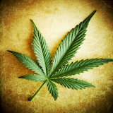 Marijuana Leaf Wallpaper icon