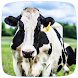 Cow Sounds - Androidアプリ
