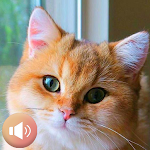 Cover Image of Download Cats Sounds  APK