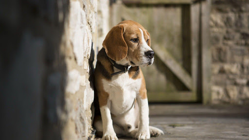✓ [Updated] Beagle Wallpaper: Cute Dog Wallpapers for PC / Mac / Windows  11,10,8,7 / Android (Mod) Download (2023)