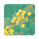 Wattle - Acacias of Australia - Androidアプリ