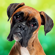Top 24 Simulation Apps Like Boxer Dog Simulator - Best Alternatives
