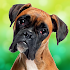 Boxer Dog Simulator1.0.7