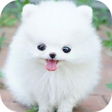 Puppy Wallpapers icon