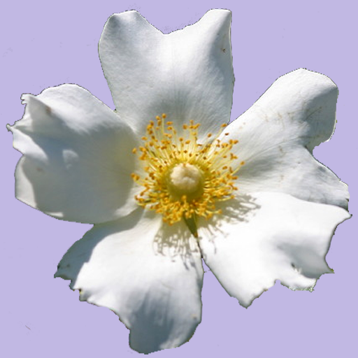 Georgia Wildflowers logo