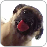Dog Licker Live Wallpaper FREE icon