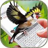 Birds Flying on Screen: Funny Gifs App icon