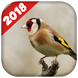 Goldfinch singing icon