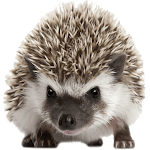 Cover Image of ダウンロード Hedgehog Browser  APK