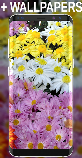 Chrysanthemums Wallpapers