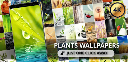 Plants wallpapers for phone