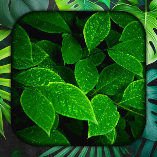 Leaf Live Wallpaper logo