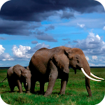 Cover Image of Download Elephant Full HD Wallpaper  APK