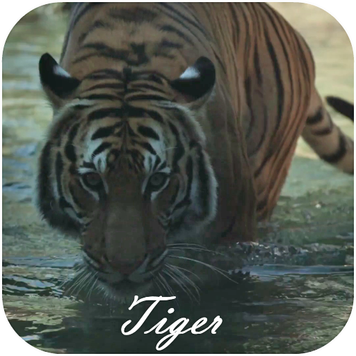 Tiger Video Live Wallpaper logo