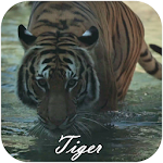 Cover Image of ดาวน์โหลด Tiger Video Live Wallpaper  APK